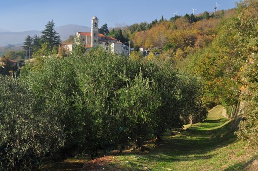 Rialto, alberi, siepi e arbusti a bordo delle strade: ai proprietari l'obbligo al taglio