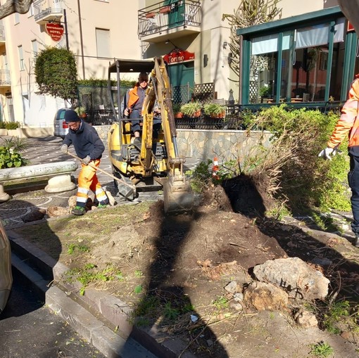 Albenga, al via il restyling delle aiuole di viale Italia (FOTO)