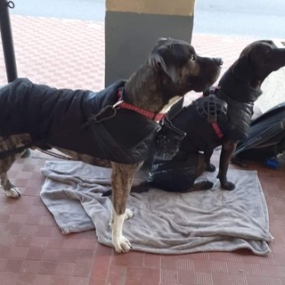 Cane ucciso da due coltellate, raccolti 1672 euro per il proprietario dalla comunità di Albissola