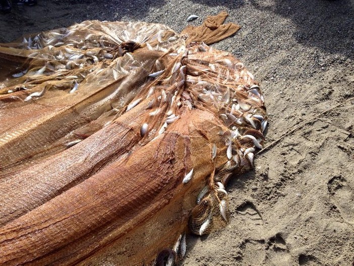 &quot;Fermo biologico&quot; alla pesca nel Tirreno. L'ENPA: &quot;Finalmente&quot;