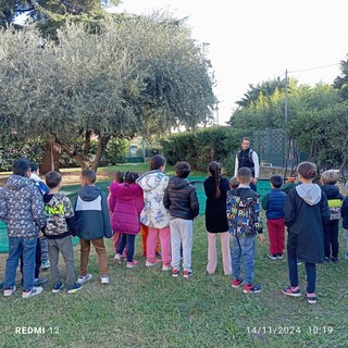 Albenga, gli alunni della scuola primaria di Bastia raccolgono le olive