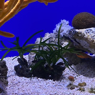 All’Acquario una nuova sala dedicata alle Aree Marine Protette della Liguria (Foto)