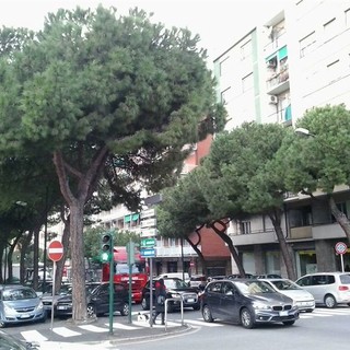 Savona, il WWF: &quot;Salvate i pini di corso Tardy e Benech!&quot;