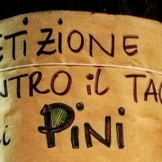 Savona, &quot;Non tagliate i pini di corso Tardy e Benech!&quot;: oltre mille firme per la petizione