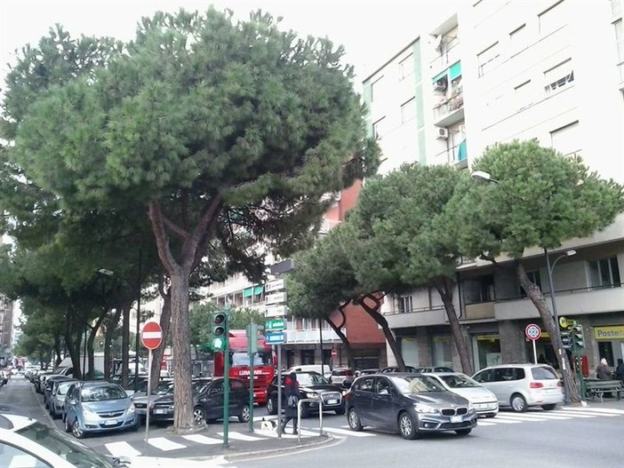 Savona, il WWF: &quot;Salvate i pini di corso Tardy e Benech!&quot;