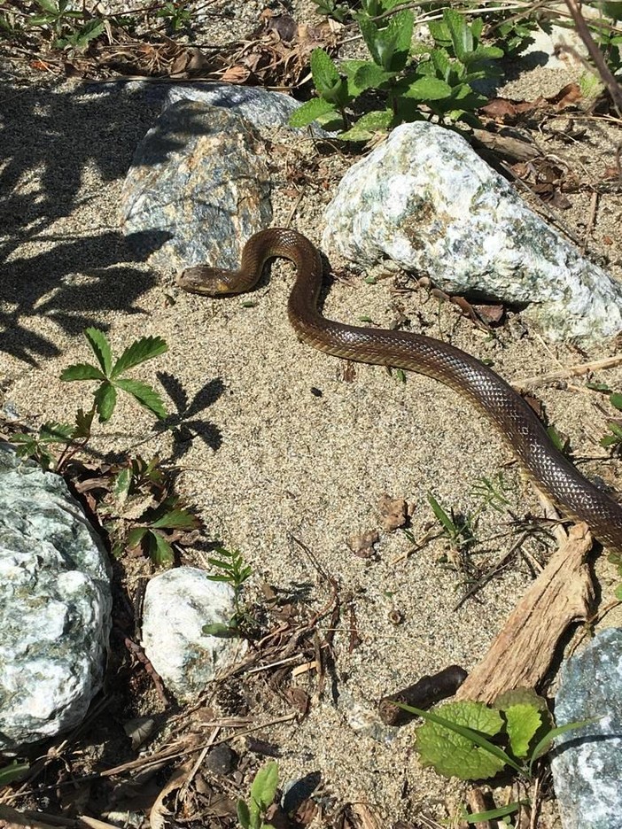 Un serpente in garage a Savona: catturato e consegnato alla protezione animali (VIDEO)