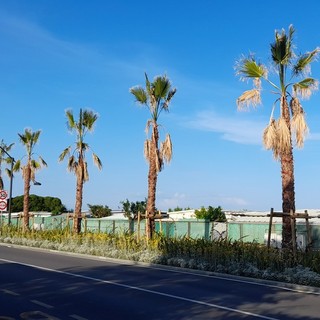 Le palme del fronte mare di via Nizza stanno appassendo