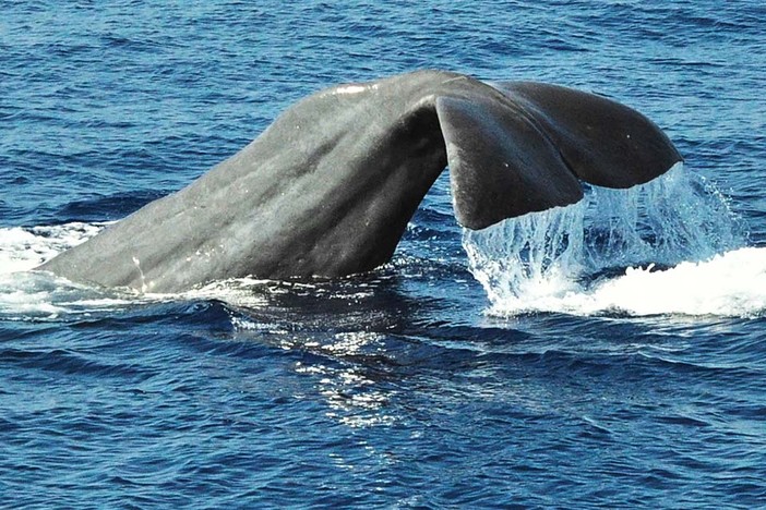 A Loano nuove escursioni per avvistare i cetacei