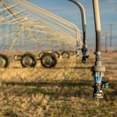 Siccità, maltempo e aumento dei costi di energia e materie prime: agricoltura e allevamenti in ginocchio
