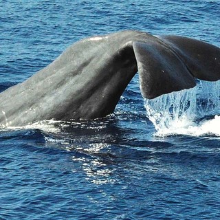 A Loano nuove escursioni per avvistare i cetacei