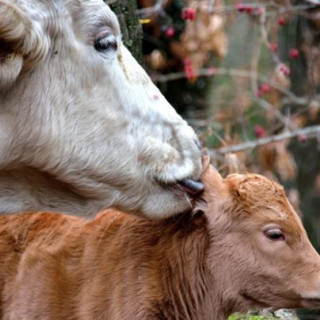 Al via il Bando 2025 a sostegno degli allevatori custodi dell’agrobiodiversità