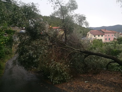 Maltempo, ad Andora rami e alberi pericolanti: azione della Protezione Civile