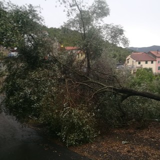 Maltempo, ad Andora rami e alberi pericolanti: azione della Protezione Civile