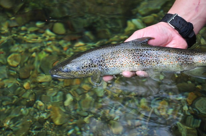 Fauna ittica, prorogata da Regione Liguria la possibilità di immissione di trote fario e iridee nei torrenti