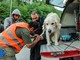 Terremoto, centinaia gli animali soccorsi da Enpa