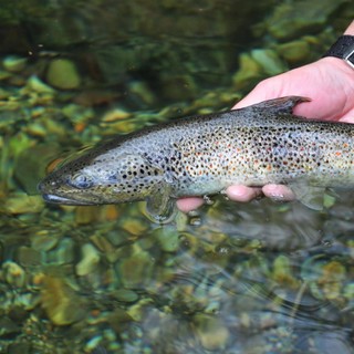 Fauna ittica, prorogata da Regione Liguria la possibilità di immissione di trote fario e iridee nei torrenti