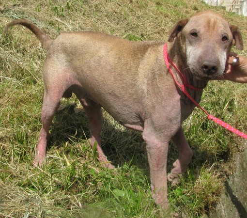 Toscìo, storia a lieto fine di un cane sfortunato