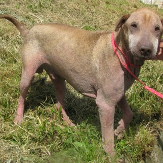 Toscìo, storia a lieto fine di un cane sfortunato