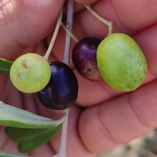 Uliveto tra Alassio e Andora in cresta: 4 ettari di uliveto. 1300 piante. La prima ha le olive nere. Per cominciare la raccolta si aspetteranno due settimane circa