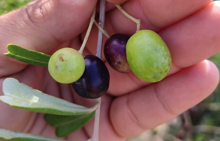 Uliveto tra Alassio e Andora in cresta: 4 ettari di uliveto. 1300 piante. La prima ha le olive nere. Per cominciare la raccolta si aspetteranno due settimane circa