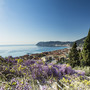 I Giardini di Villa della Pergola entrano nella Royal Horticultural Society