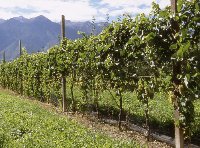 Agricoltura, contributi fino a 22mila euro a ettaro per riconversione e ristrutturazione dei vigneti