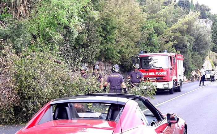 Alassio, albero crolla sulla sede stradale: intervento dei vigili del fuoco