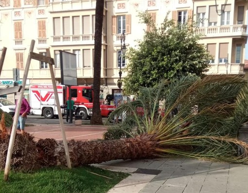Albenga, paura in piazza del Popolo: crolla una palma sotto i colpi del forte vento