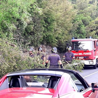 Alassio, albero crolla sulla sede stradale: intervento dei vigili del fuoco