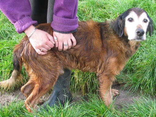 La storia di Zorro, dopo anni in rifugio trova una famiglia e la felicità. L'appello dell'OSA: &quot;A Natale adottate un cane o un gatto&quot;