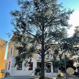 Vado, lo storico albero davanti al comune è malato, via all'abbattimento: verrà piantumato un cedro di 6 metri