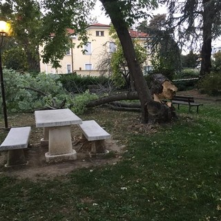 Carcare, albero cade nei giardini di Villa Barrili (FOTO)