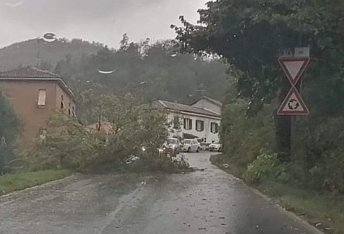 Cosseria, albero caduto sulla Sp 28bis in località Marghero (FOTO)