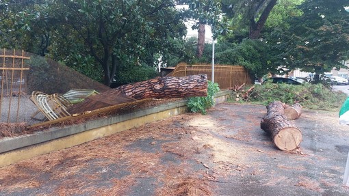 Savona, crolla albero nel parcheggio di Corso Mazzini: si è abbattuto sulla recinzione dell'asilo (FOTO)