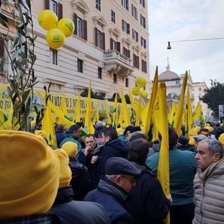 Gli agricoltori scendono in piazza a difesa dell’olio Made in Italy