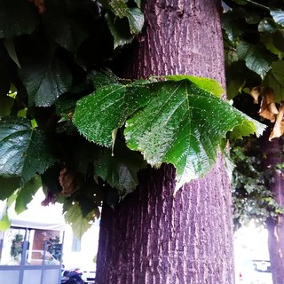 Troppa resina che gronda dagli alberi, albenganesi infastiditi