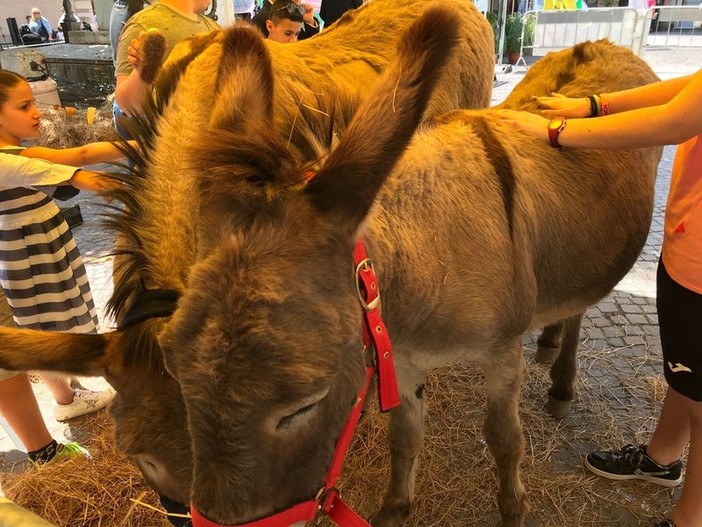 Pietra Ligure, domenica 27 gennaio la festa della benedizione degli animali