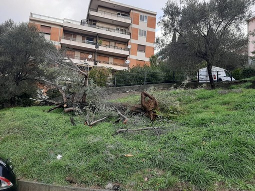 Savona, albero cade in via Tissoni: intervento dei vigili del fuoco