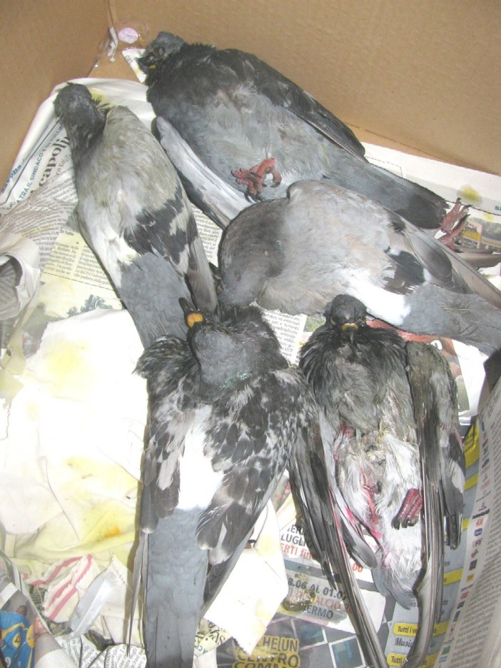 L'Enpa denuncia: avvelenamento di colombi a Savona