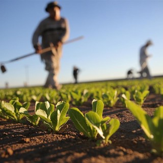 Agricoltura, dal PSR nuove risorse per le aziende