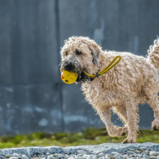 Guida completa all'alimentazione del cane: tutto ciò che devi sapere