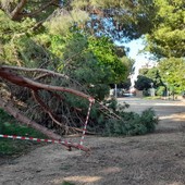 Monitoraggio dei pini marittimi al Prolungamento: dopo il crollo, incarico all'agronomo