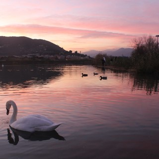 Albenga, cresce la fauna avicola: i cigni sul Centa si mostrano nella straordinaria bellezza