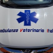 Pietra, ok alla stipula della convenzione per recupero, primo soccorso e trasporto degli animali domestici