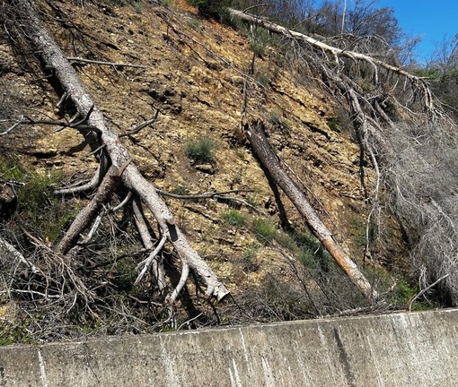 Alberi pericolanti dopo l'incendio di Bastia del 2022, mozione della minoranza: &quot;Vanno rimossi&quot;