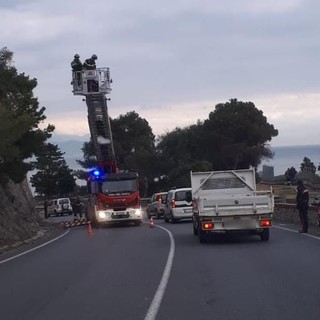 Albero pericolante sull'Aurelia a Bergeggi, intervento dei vigili del fuoco