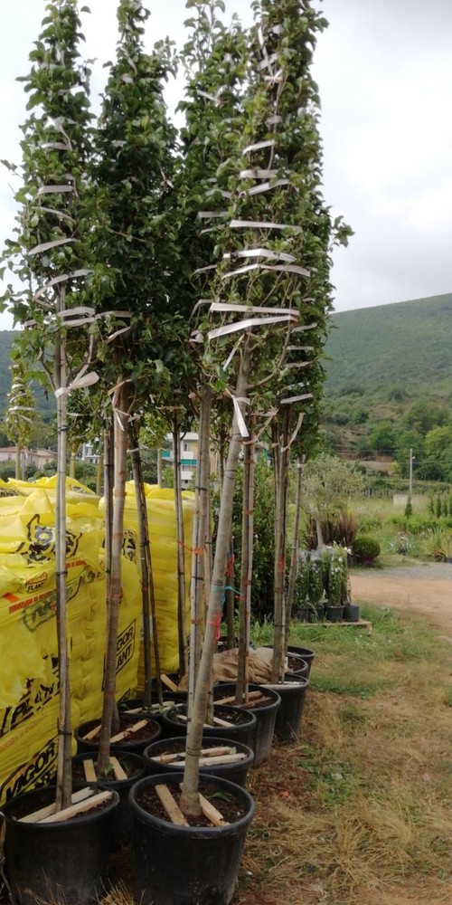 Finale Ligure: oggi la piantumazione di 15 alberi in via Dante