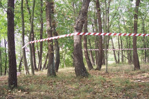 Land art in Val Bormida: &quot;Un nastro lega i cerri nel bosco di San Giovanni&quot;