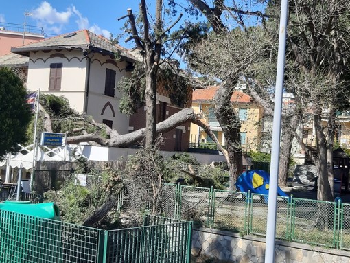 Celle, un pino si abbatte sul parco giochi comunale e sul tetto di un ristorante (FOTO)