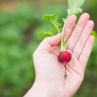 Arriva la primavera e in tempo di pandemia l'orto è l'hobby ideale: in Liguria 25mila &quot;agricoltori per passione&quot;